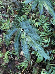 Adiantum tetraphyllum