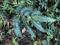 Adiantum tetraphyllum