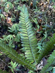 Adiantum tetraphyllum