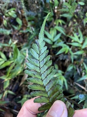Adiantum tetraphyllum