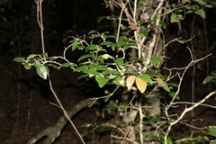 Cleistanthus cunninghamii