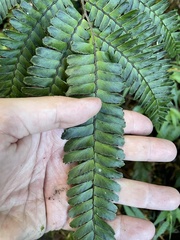 Adiantum tetraphyllum