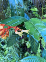 Palicourea croceoides