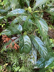 Palicourea croceoides