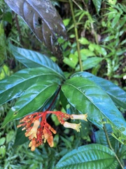 Palicourea croceoides