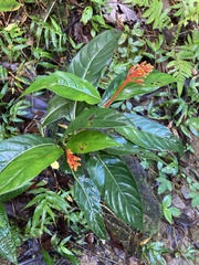 Palicourea croceoides