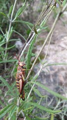 Agesander ruficornis