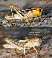 Melanoplus packardii