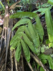 Hemidictyum marginatum
