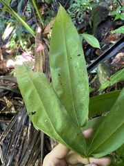 Hemidictyum marginatum