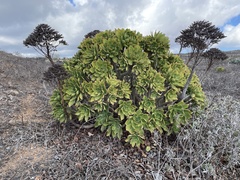 Aeonium lancerottense image