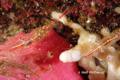 Heptacarpus kincaidi