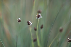 Ecdeiocolea monostachya