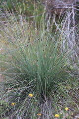 Ecdeiocolea monostachya