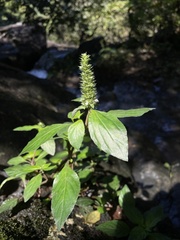 Lepidagathis alopecuroidea