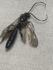 Orgichneumon calcatorius