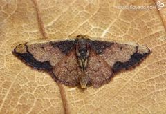 Idaea kendallaria