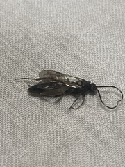 Orgichneumon calcatorius