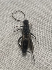 Orgichneumon calcatorius