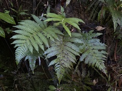 Steiropteris deltoidea
