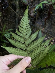Steiropteris deltoidea