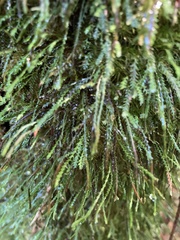 Cochlidium serrulatum