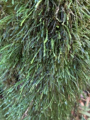 Cochlidium serrulatum