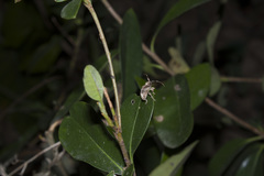 Pterolophia bigibbera