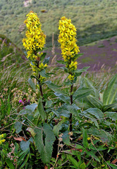 Solidago virgaurea virgaurea