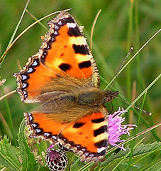 Aglais urticae urticae