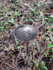 Coprinus spadiceisporus