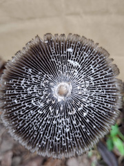 Coprinus spadiceisporus