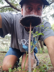 Coprinus spadiceisporus