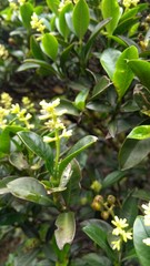 Palicourea boqueronensis