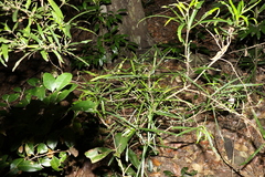 Atractocarpus chartaceus