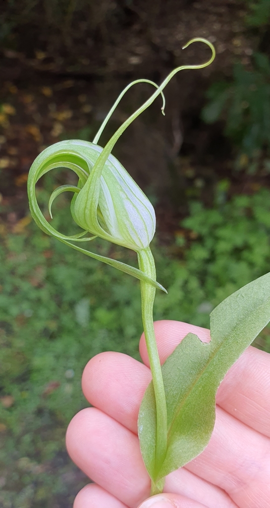 Pterostylis oliveri