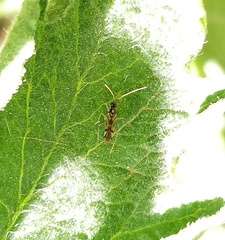 Tupiocoris cucurbitaceus