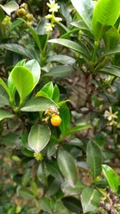 Palicourea boqueronensis