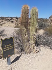 Trichocereus terscheckii