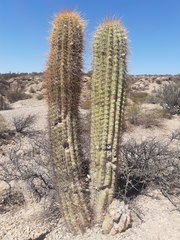 Trichocereus terscheckii