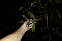 Stenocarpus sinuatus