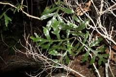 Stenocarpus sinuatus