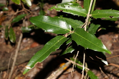 Wilkiea macrophylla