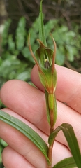 Pterostylis irwinii