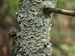 Heterodermia albicans