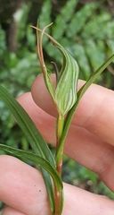 Pterostylis irwinii