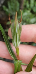 Pterostylis irwinii