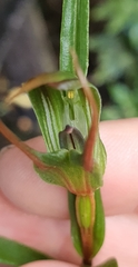 Pterostylis irwinii