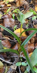 Pterostylis irwinii