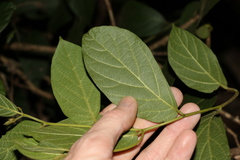 Alangium polyosmoides tomentosum